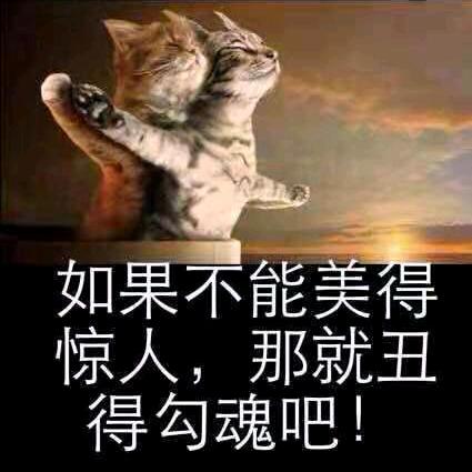 肥猫
