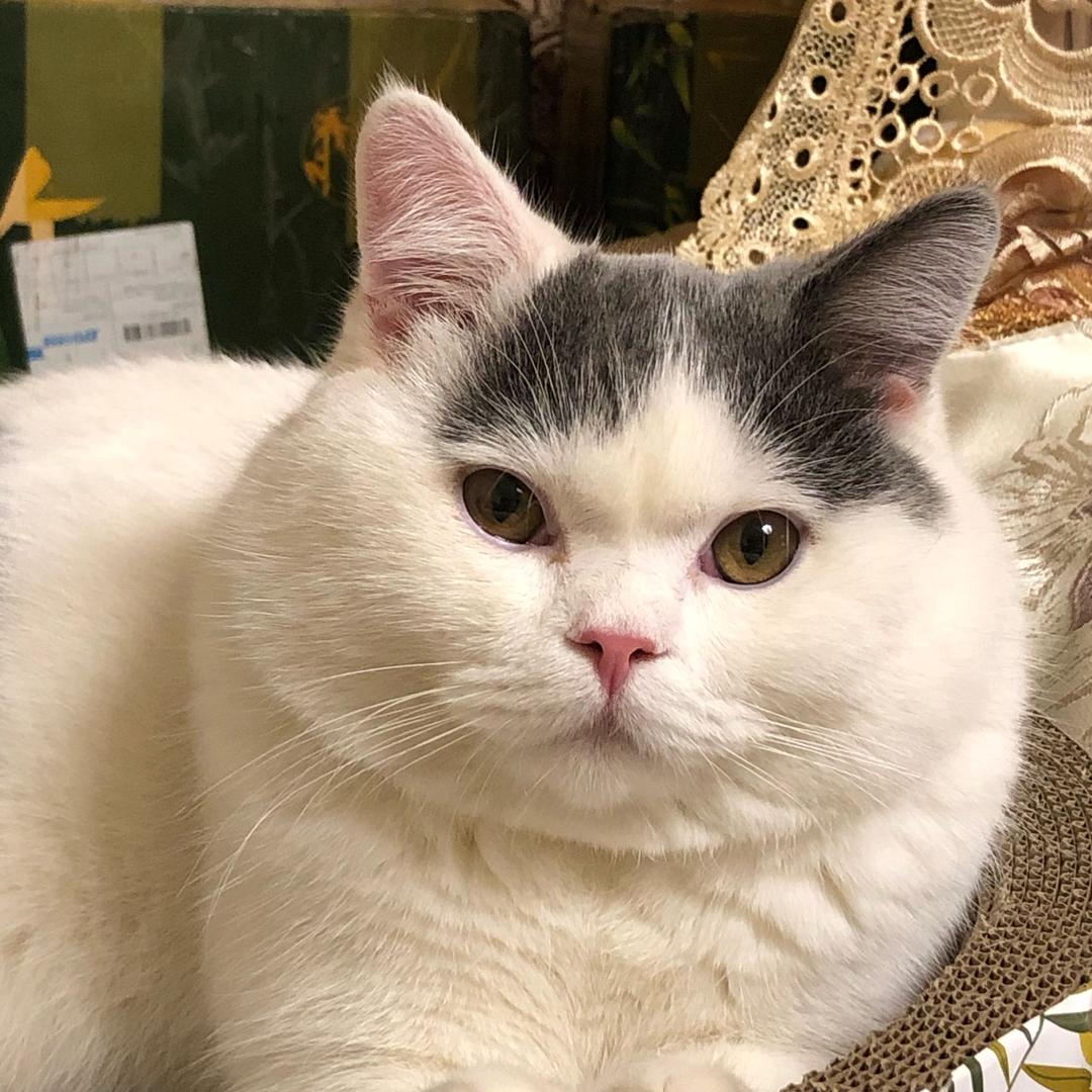 王小贱是只猫🐱