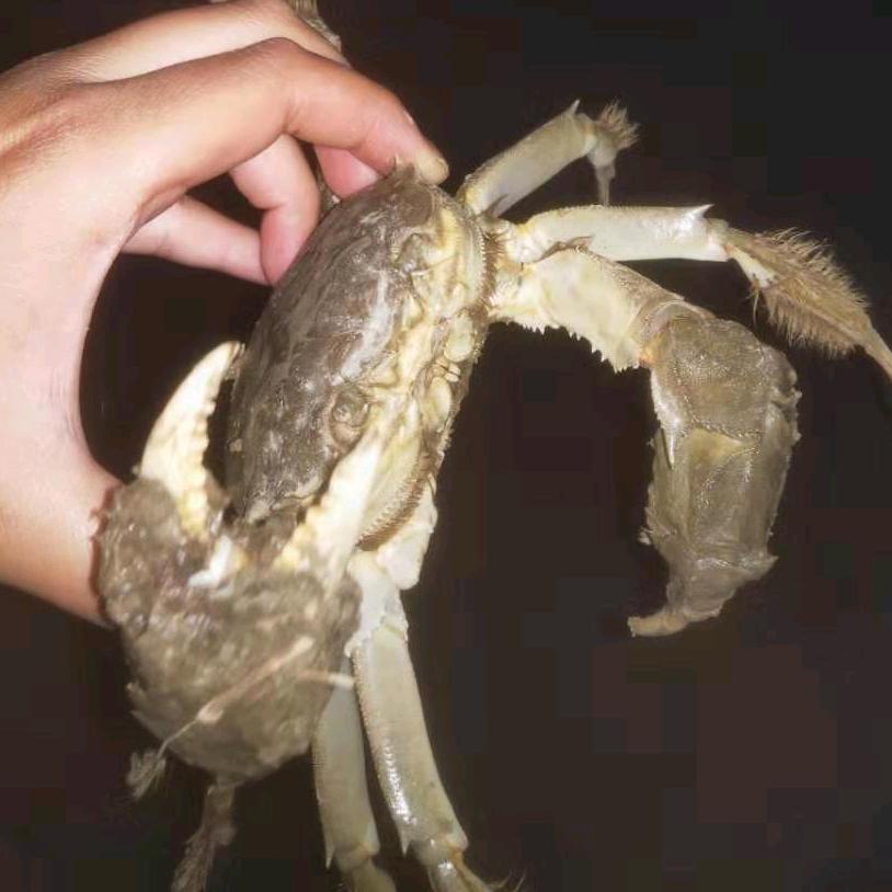 蟹乡陈卞🦀🦀（王友巧）