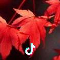 红叶🍁