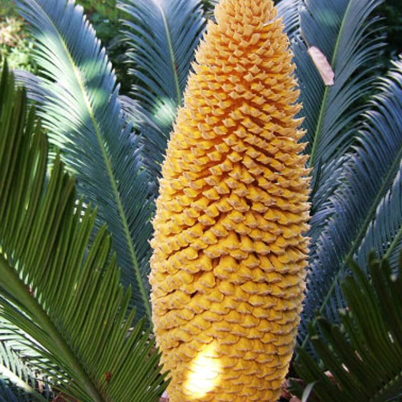 铁树花开