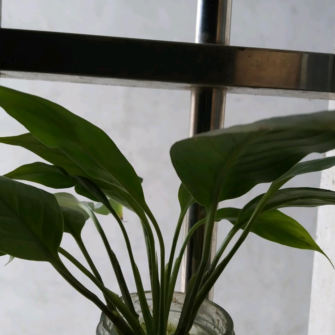 有着