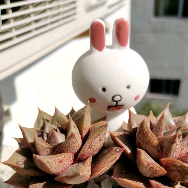 醉鱼草
