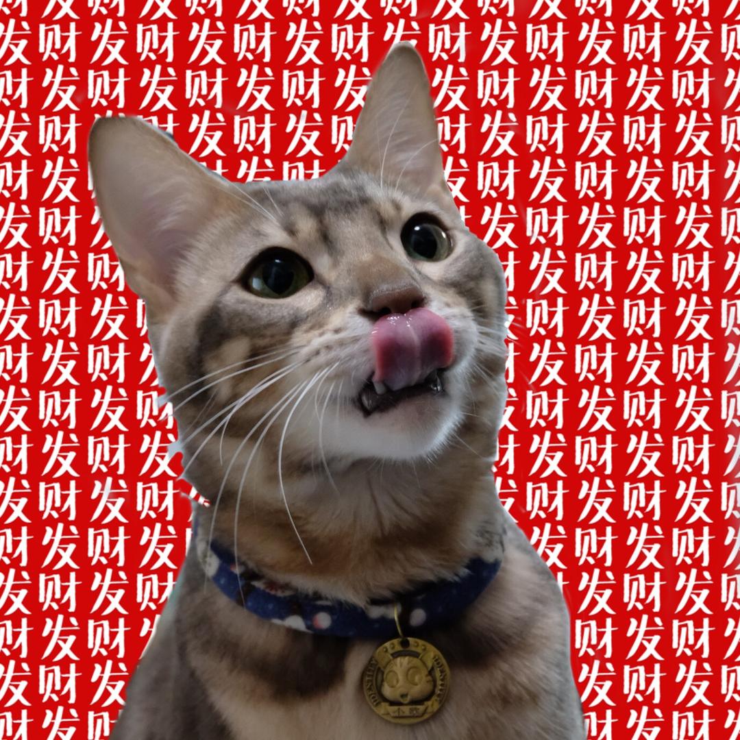 猫不易探苏州