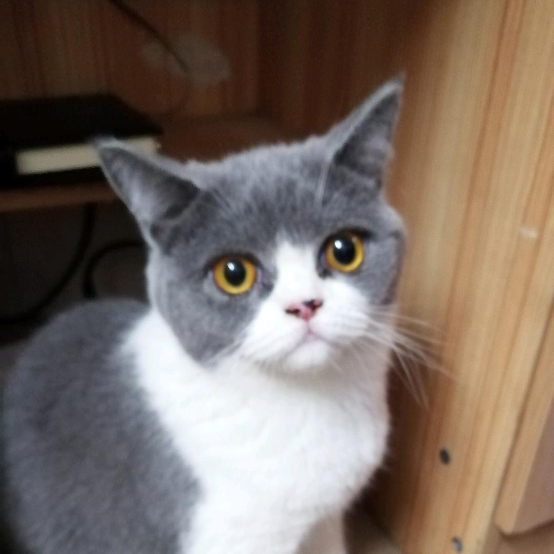 我家有个小羽昕