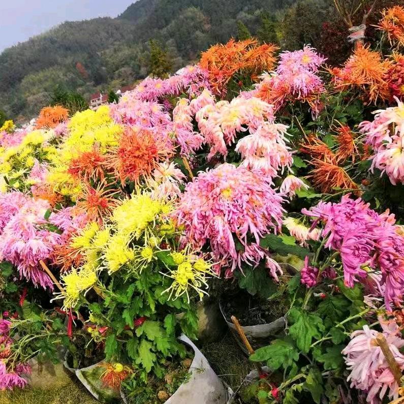 真爱永恒