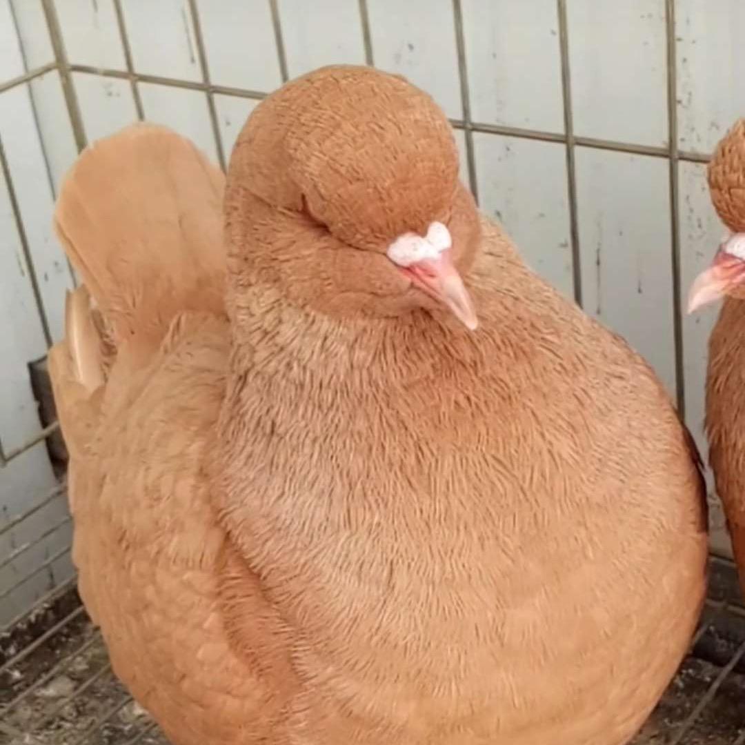 飞翔观赏鸽
