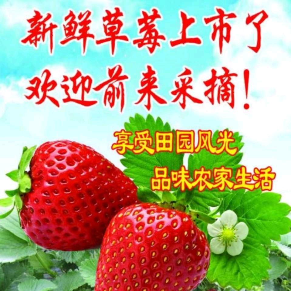 进江有机草莓香瓜釆摘乐园