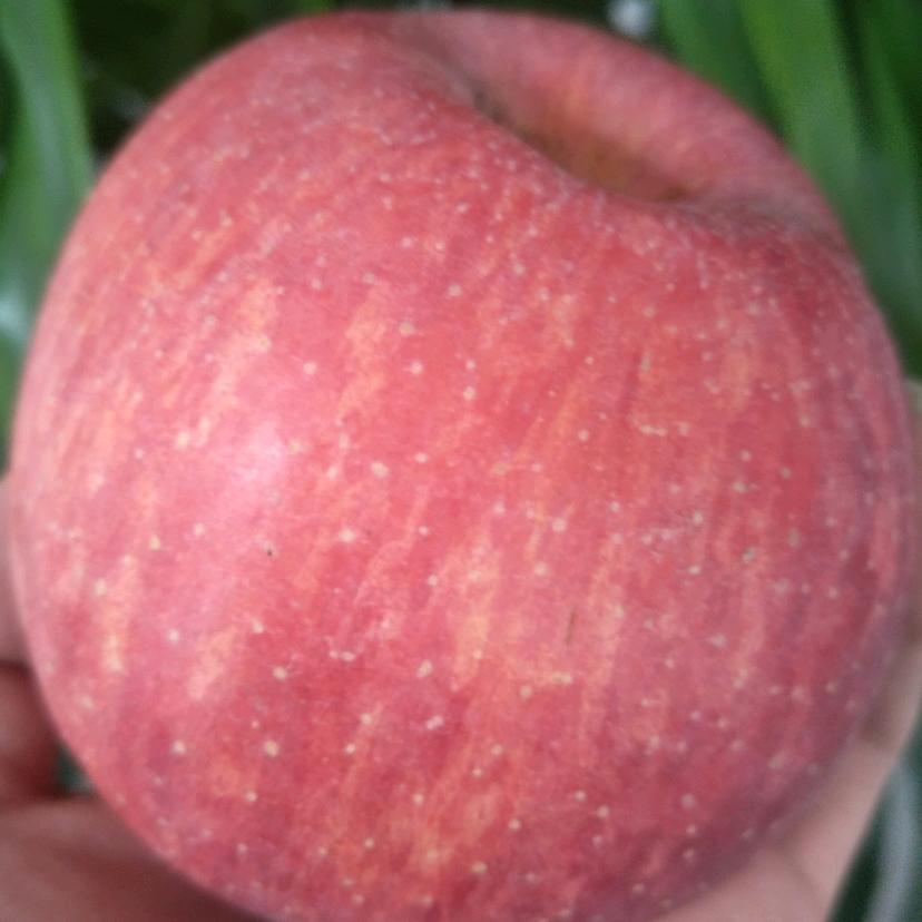 军之源果品合作社（小军果库）