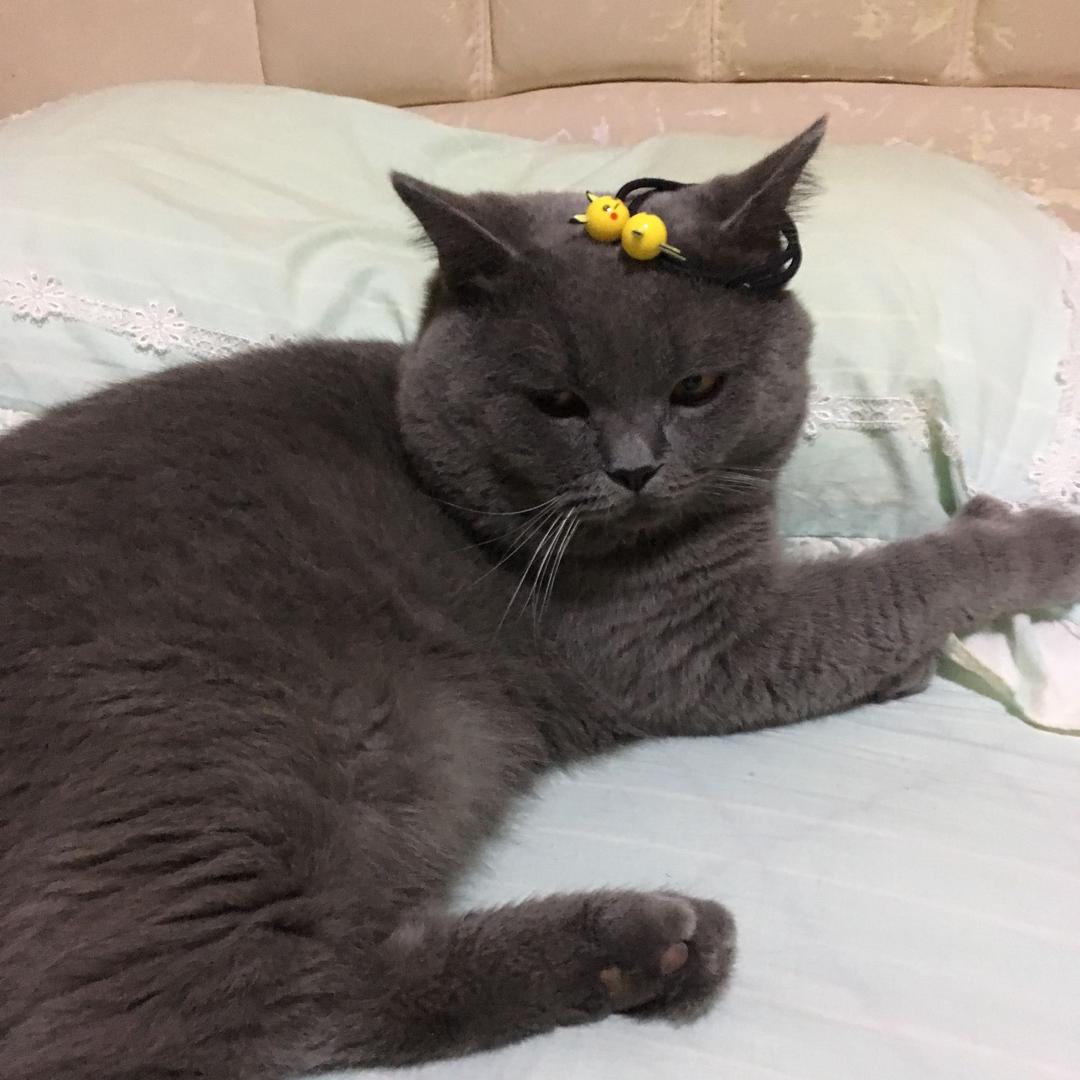 两口一个吕先生