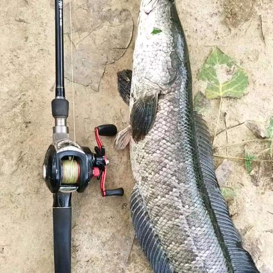 涛  （喂🐟大师）