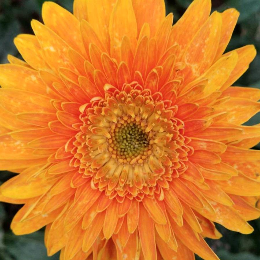 平安幸福一家人