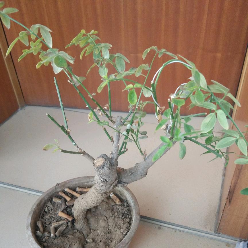 深爱￡夏至