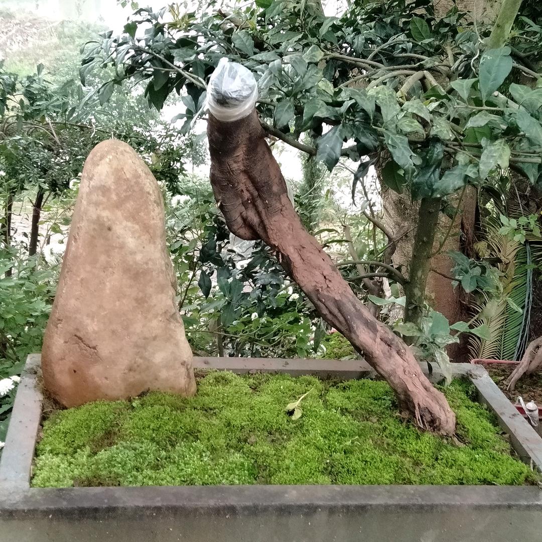 邱总