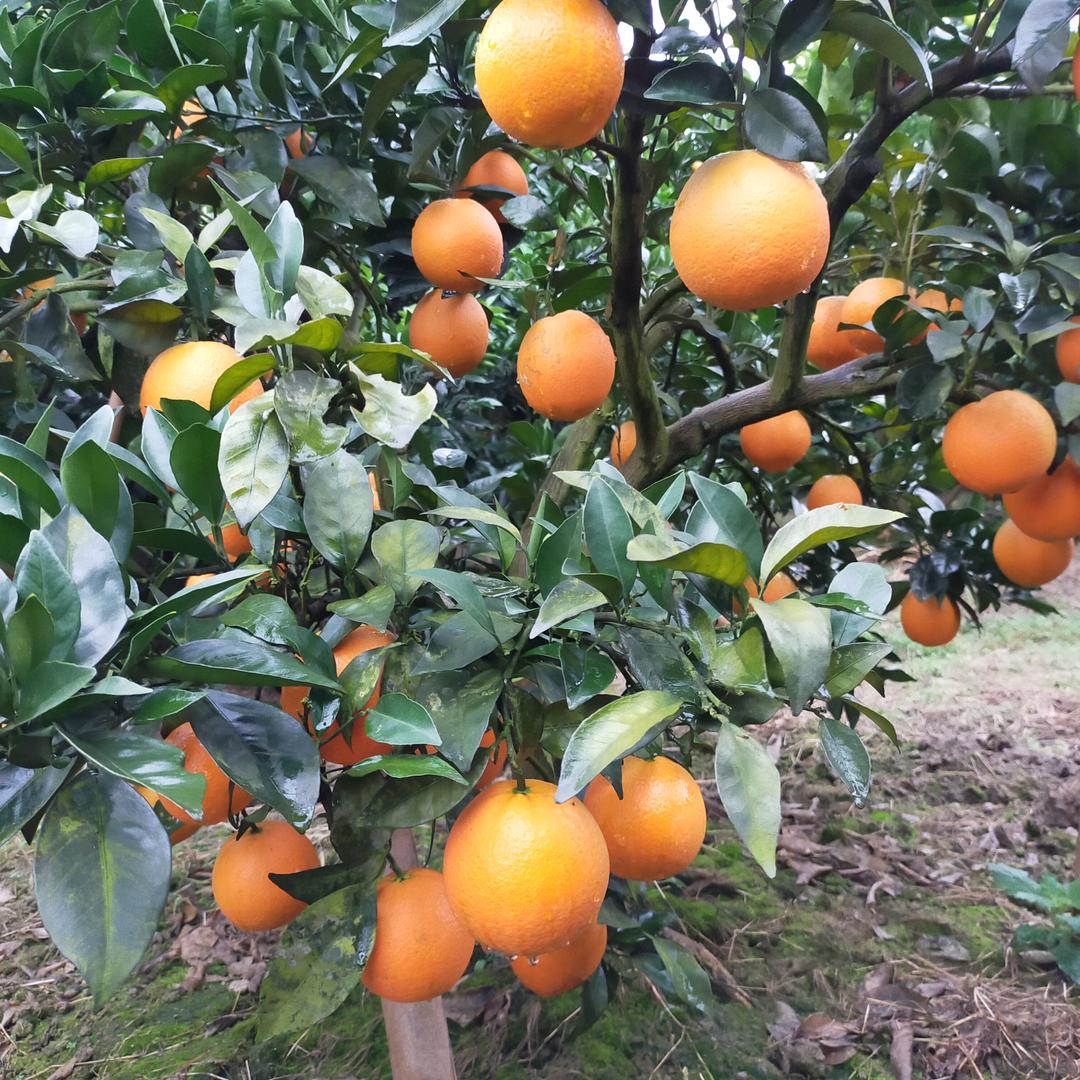 曾橙