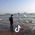 qcheng