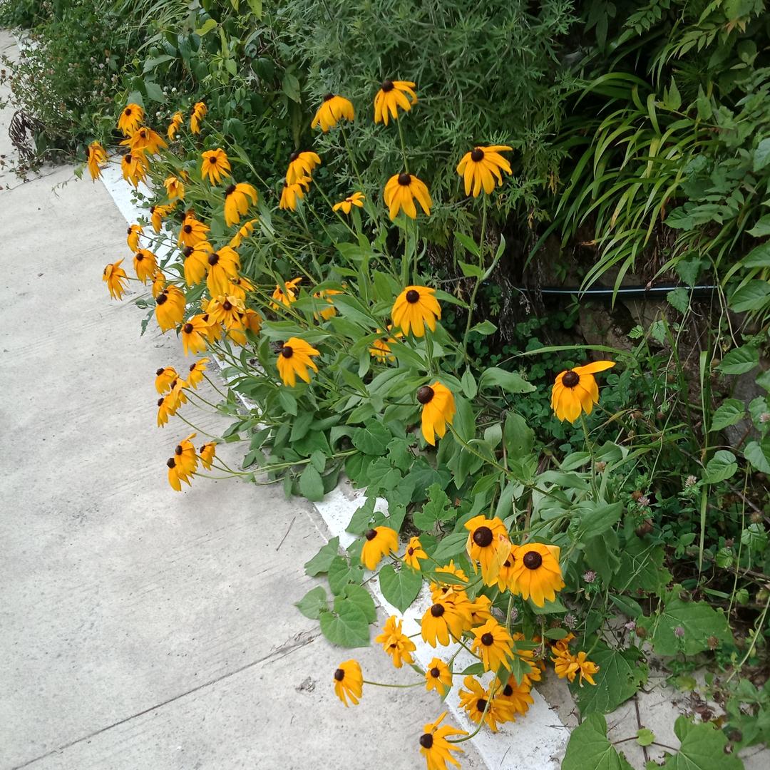 余大姐（以字辈）