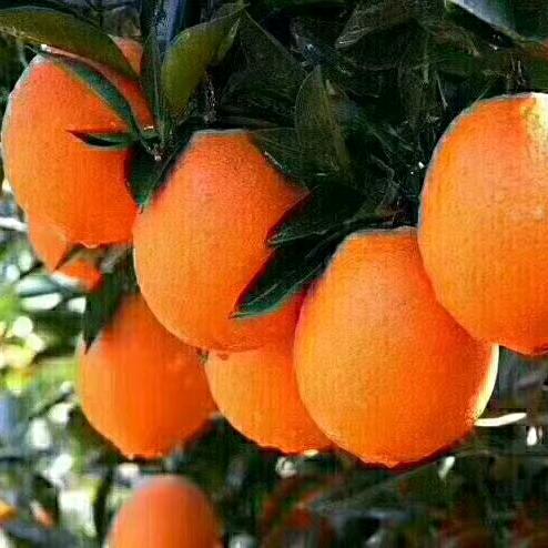 一年四季有鲜橙
