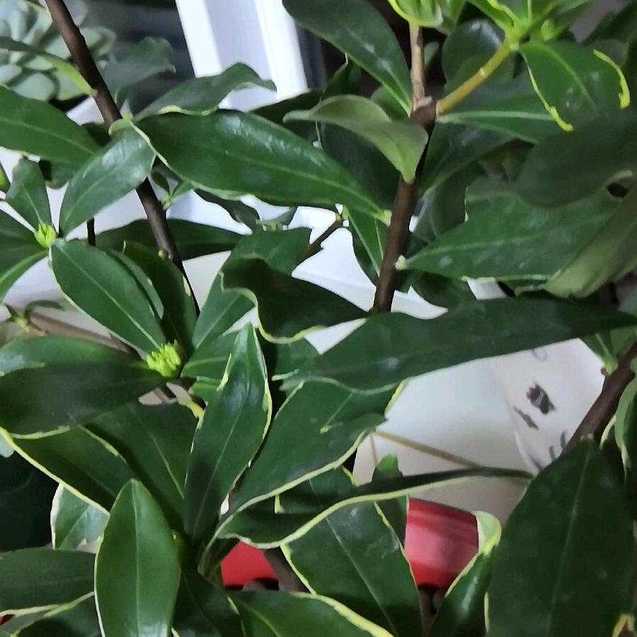 茗扬茶庄