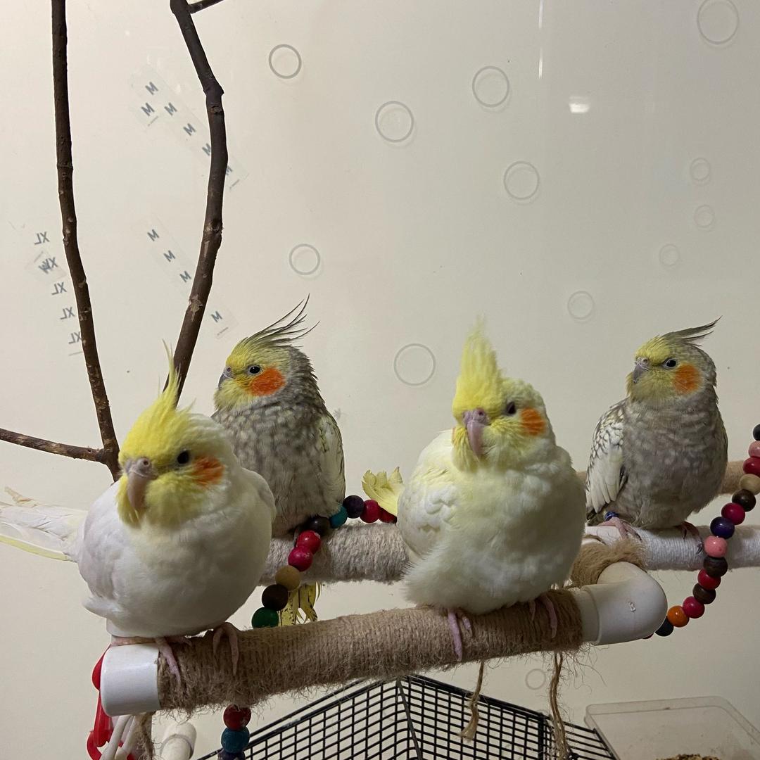 大吉大利，晚上吃鸡！