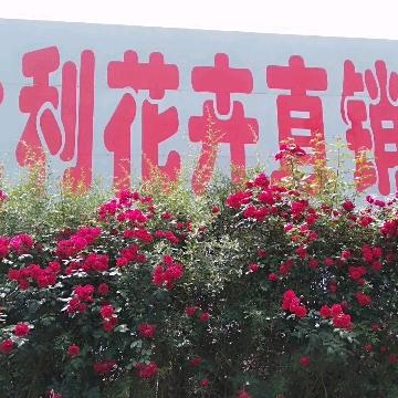 永利花卉基地