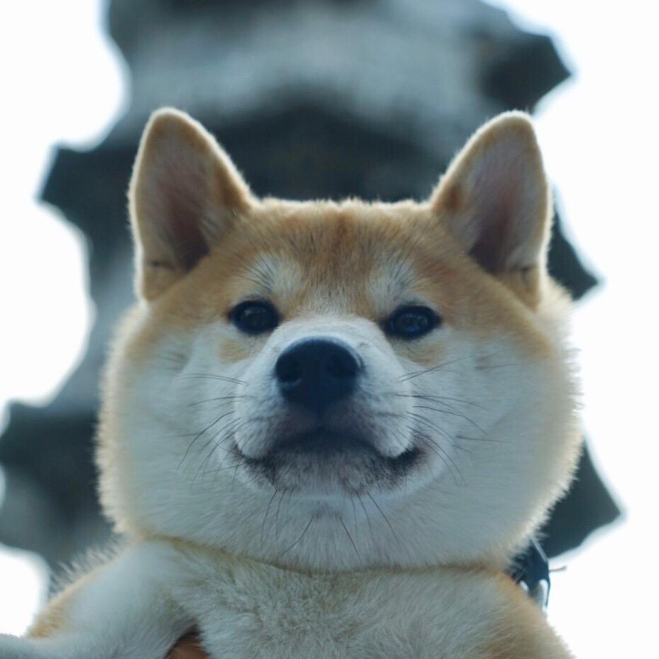 闪闪同学