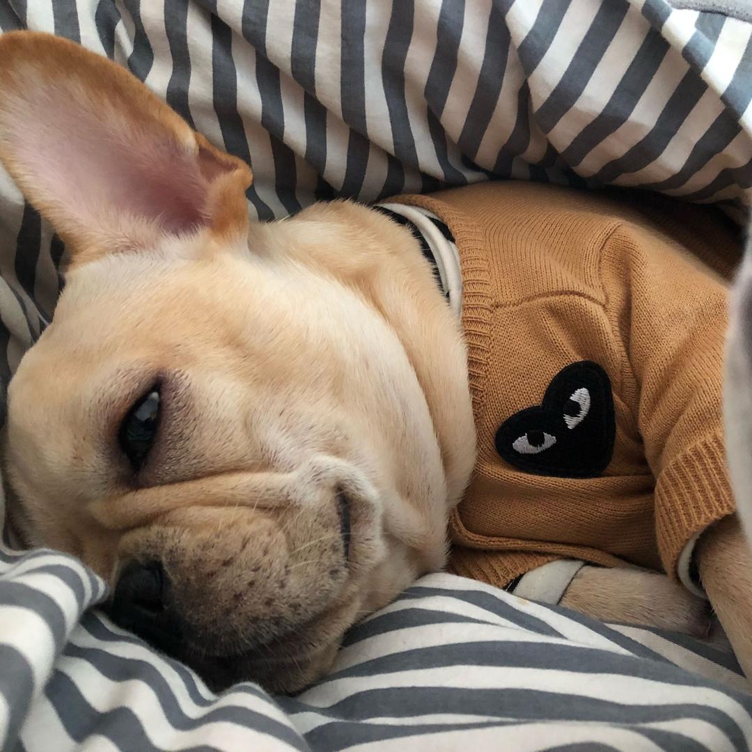 皮皮家有三只法斗