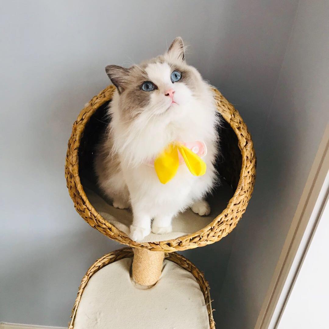 猪娣儿是一只猫