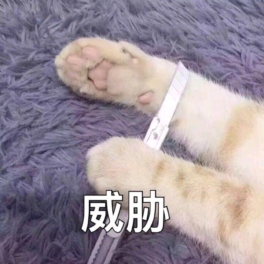 ZZ可爱来