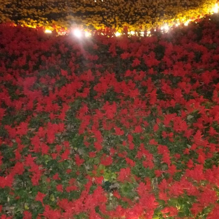 用户8621318418805繁华如梦