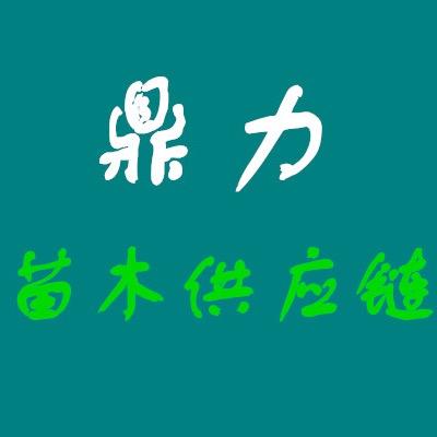 陆地园林 鼎力花木