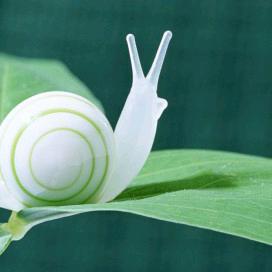 baby蜗牛