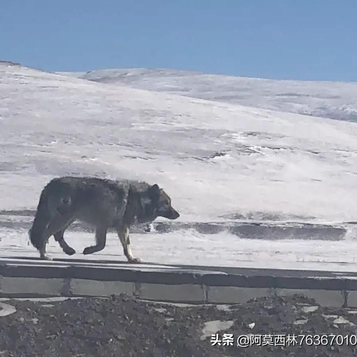 阿莫西林