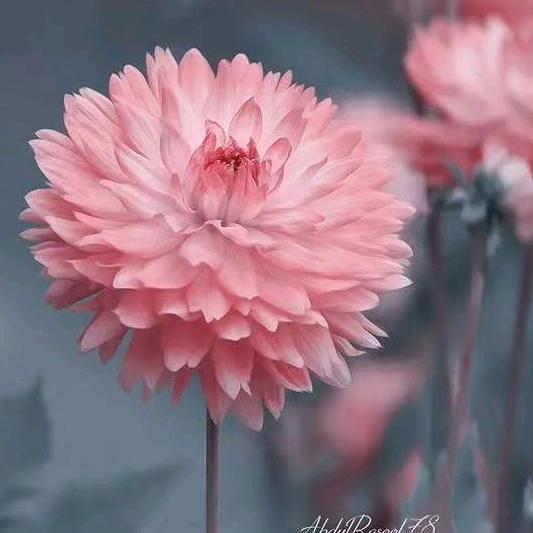 向日葵🌻不流泪