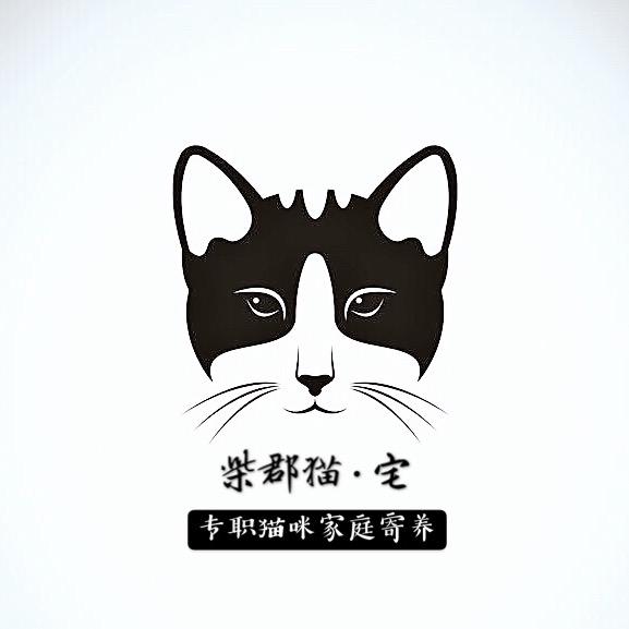 太原·柴郡猫·宅 专职猫咪家庭寄养第七年