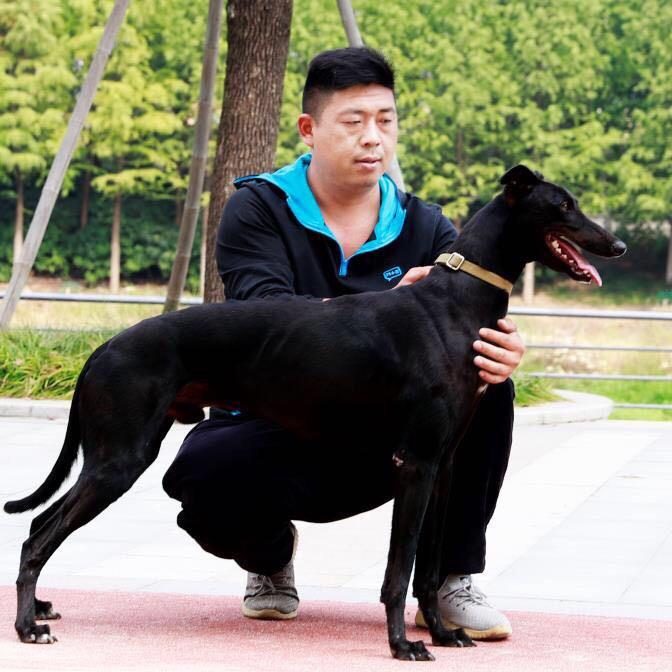 宠物情缘