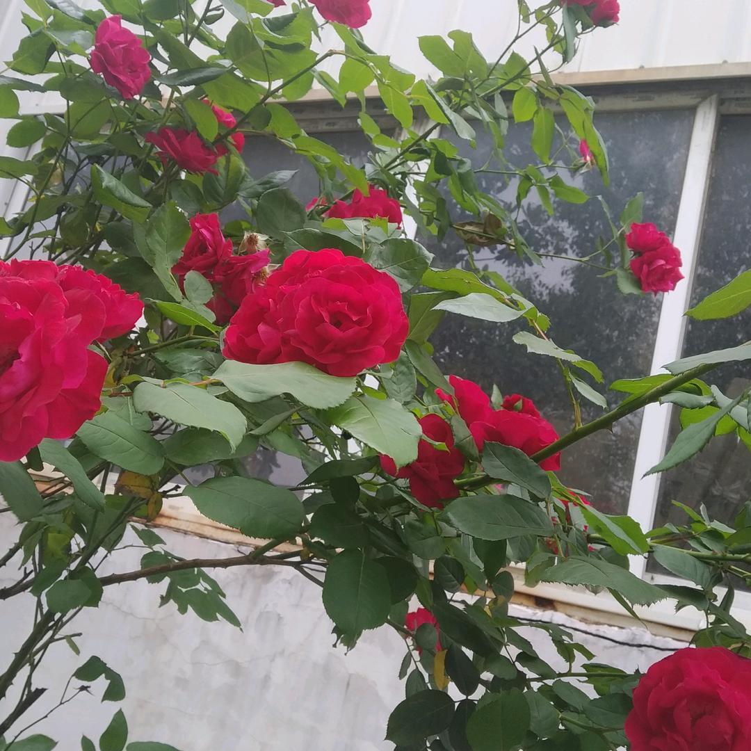 蕴芳