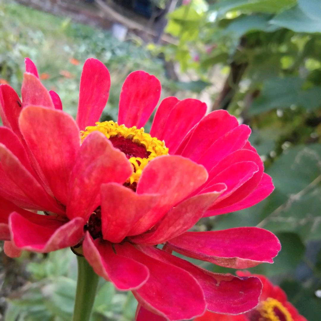 《家有俩千金》贺苏阳光鼓舞队