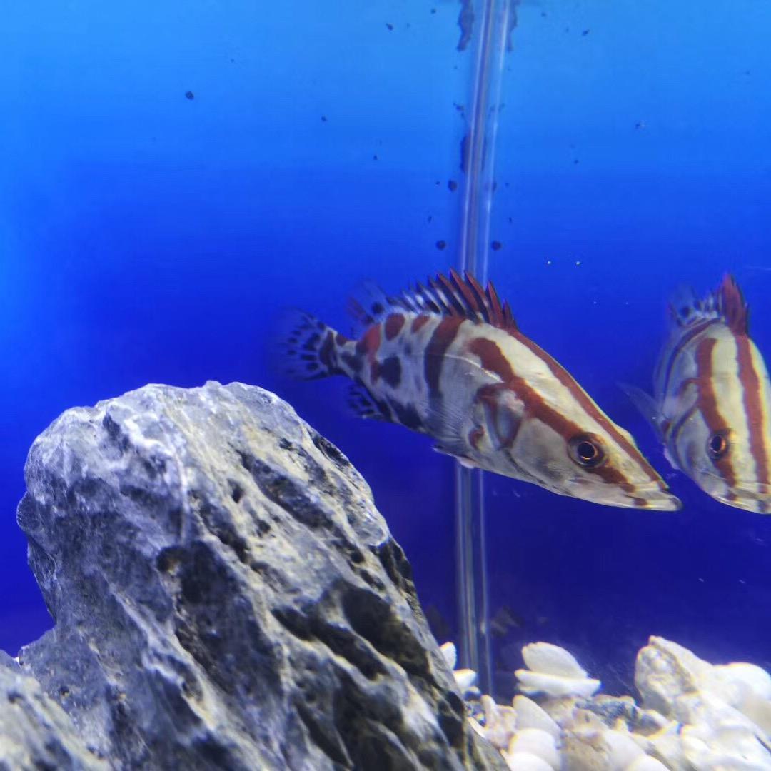 佛公桥水产批发