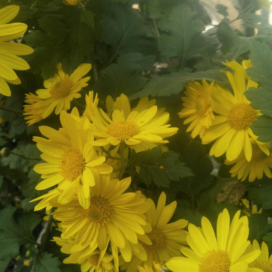九月的菊