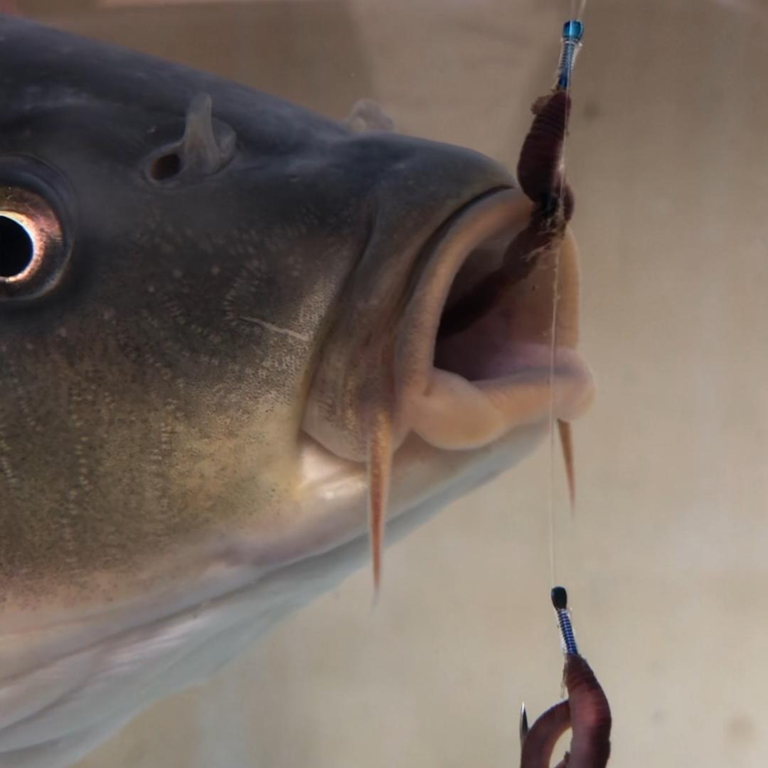 钓鱼哪家强@抖音