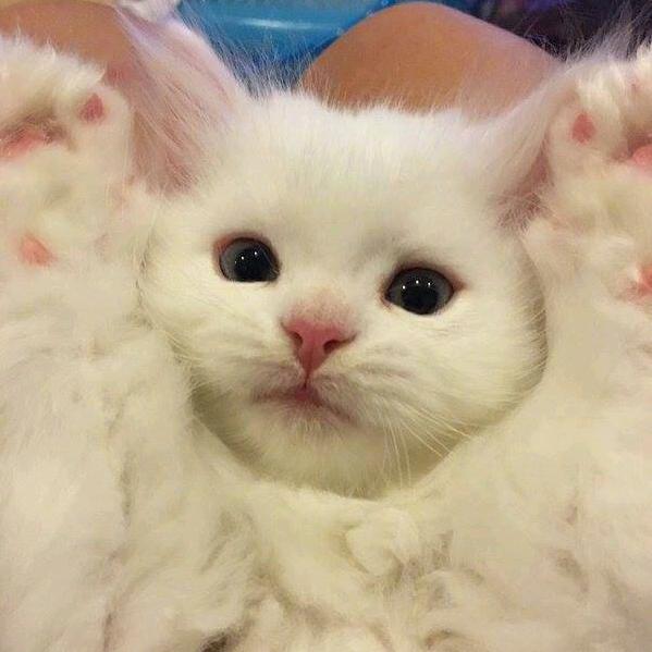 非鱼
