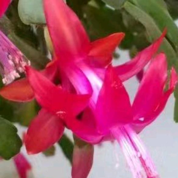 蟹爪兰
