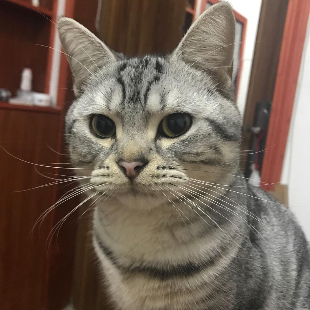 辣条疯了