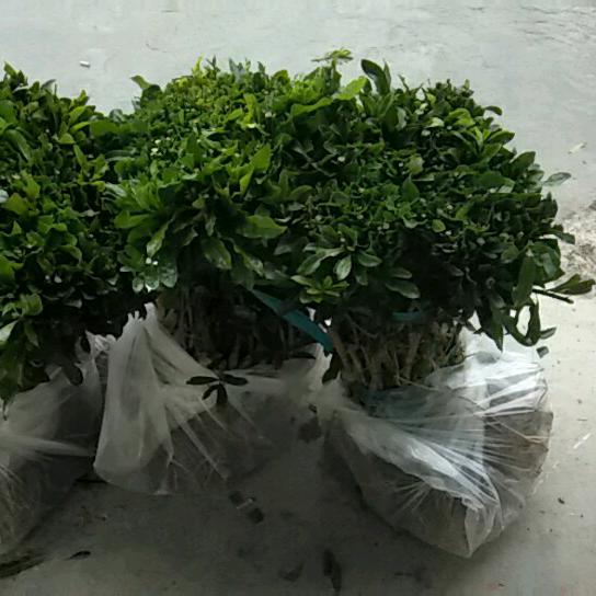 宝儿苗木批发