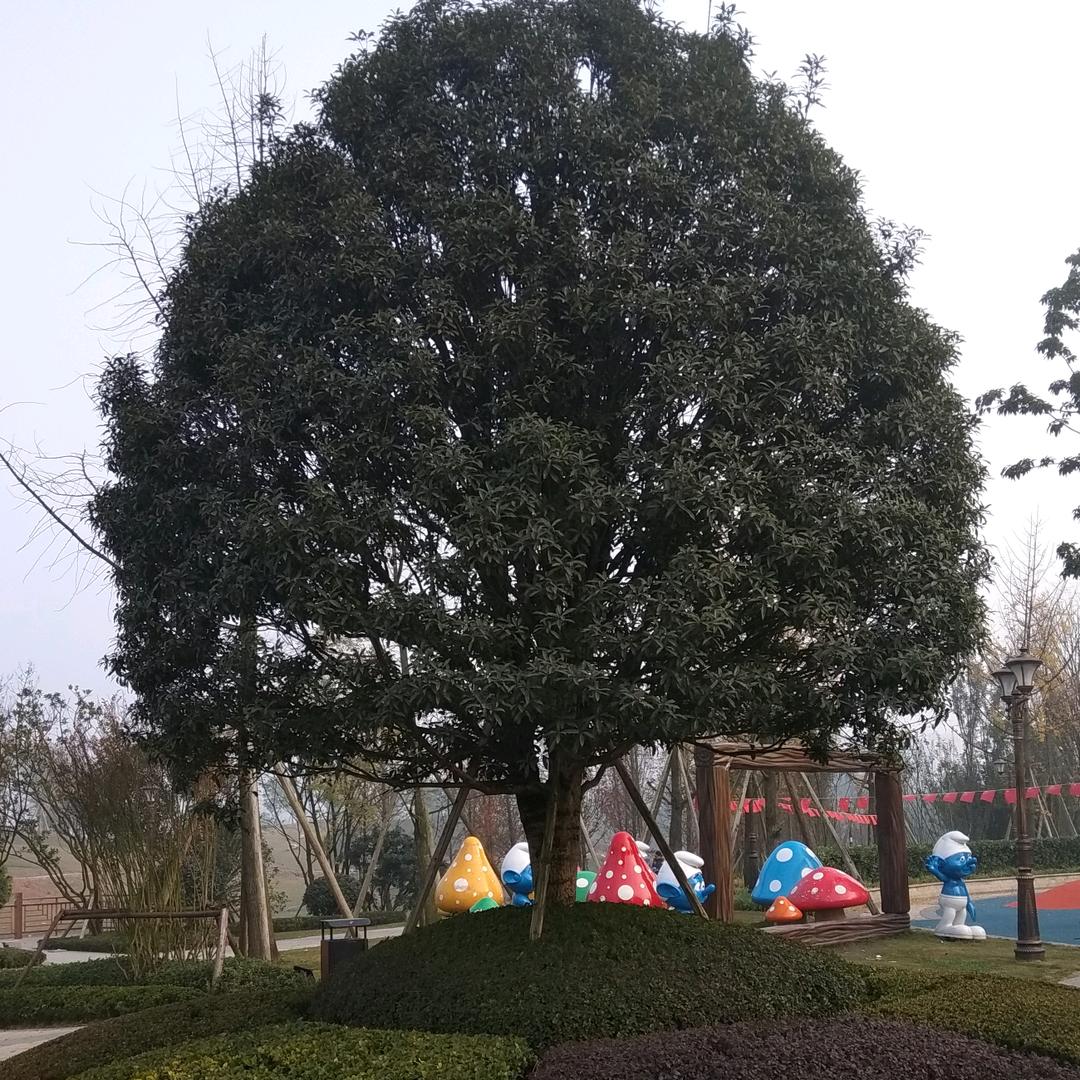 家中大树