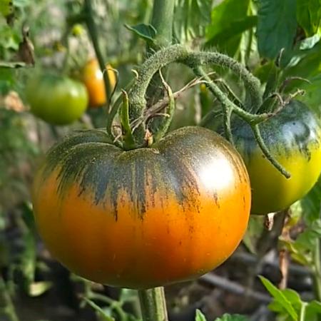 盘锦碱地柿子哥