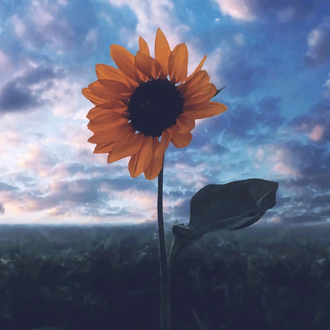 Sunny是个小太阳