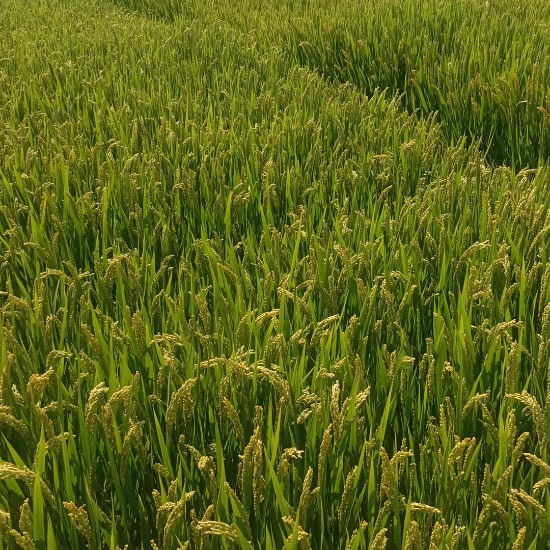 寿.花