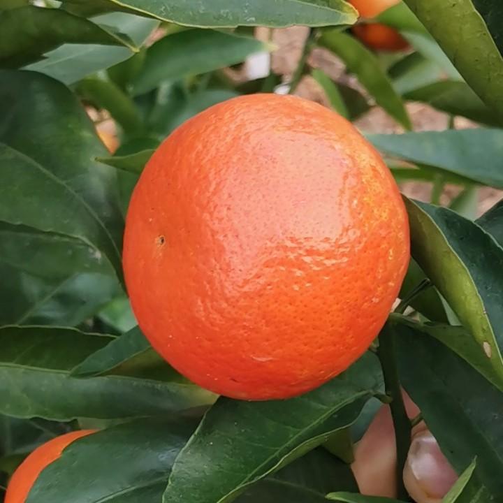 营养，安全，健康